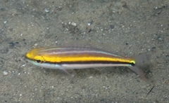 Pentapodus paradiseus