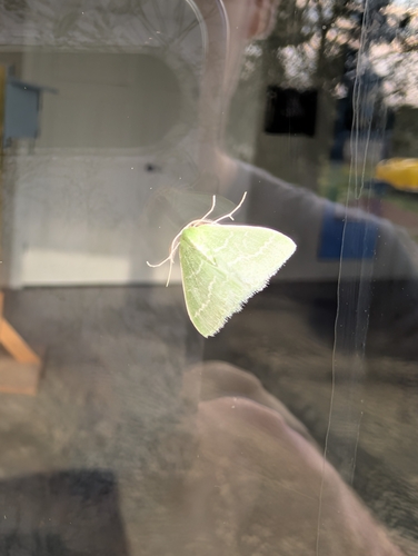Wavy-lined Emerald