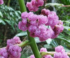 Dendrocnide moroides