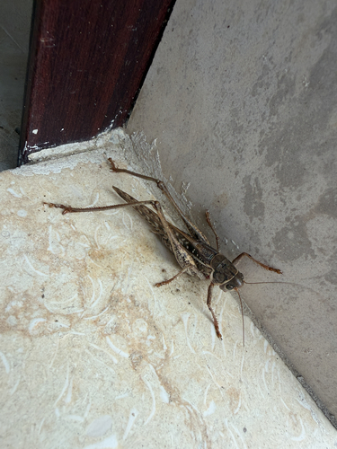 White-faced Bush-cricket