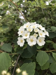 Spiraea × vanhouttei