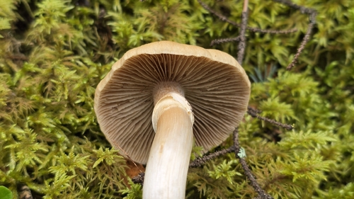 Wrinkled Cortinarius