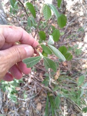 Psychotria loniceroides