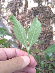 Psychotria loniceroides