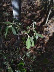 Psychotria loniceroides