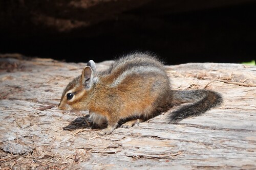 Siskiyou Chipmunk observed by curtis39