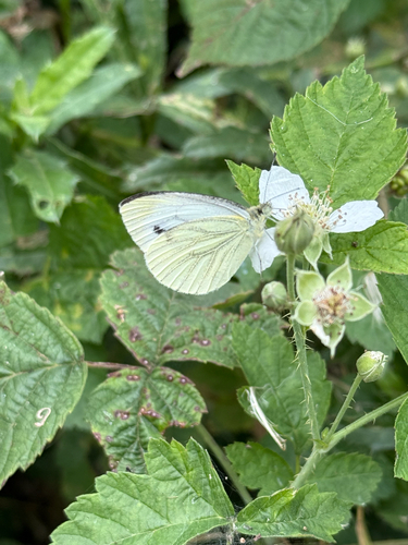 Green-veined White