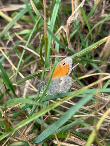 Small Heath