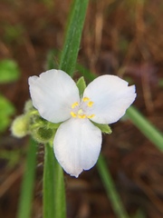 Tradescantia ozarkana