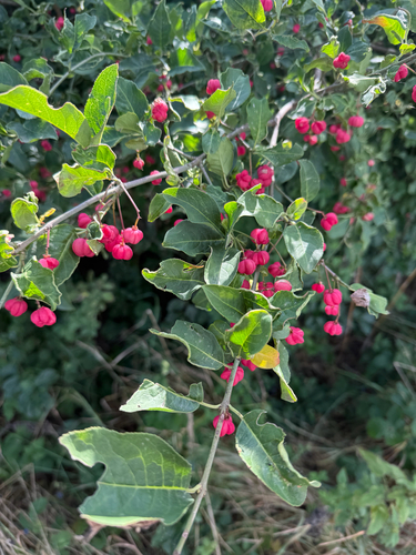 Spindle