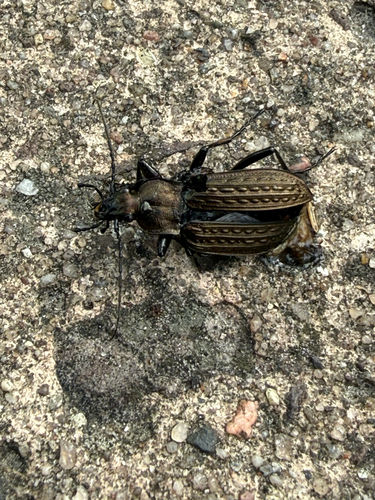 Granulated Ground Beetle