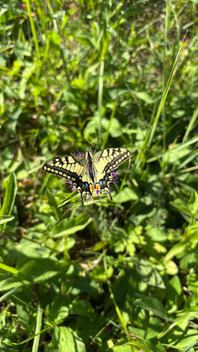 Old World Swallowtail