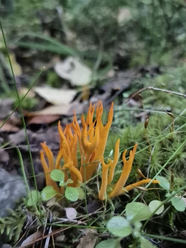 Jelly-antler