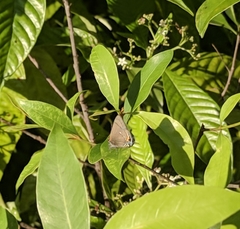 Electrostrymon angelia