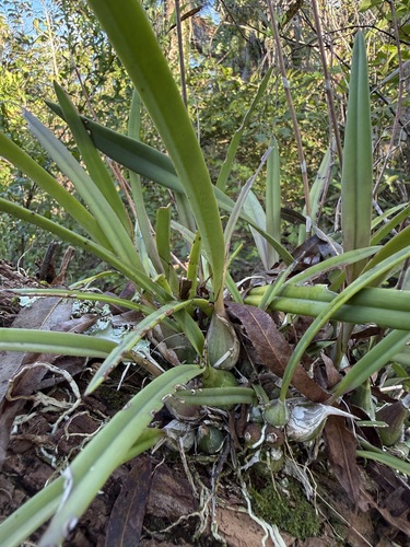 Encyclia tampensis