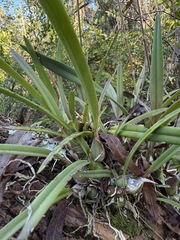 Encyclia tampensis, photograph author not stated, no rights reserved