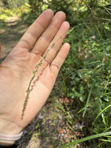 Glyceria melicaria, photograph 3