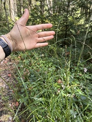 Glyceria melicaria, photograph author not stated, no rights reserved