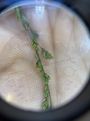 Glyceria melicaria, photograph author not stated, no rights reserved