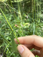 Glyceria melicaria, photograph author not stated, no rights reserved