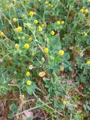 Medicago lupulina