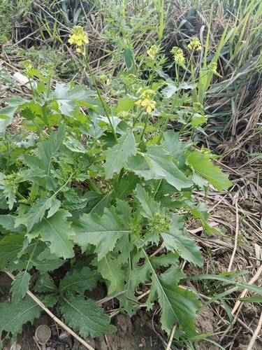 Brassica juncea observed 2026-08-30