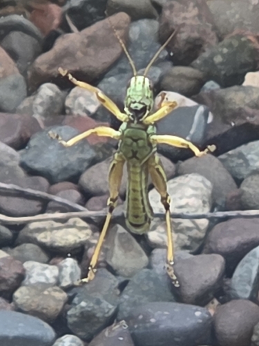 Red-legged Grasshopper
