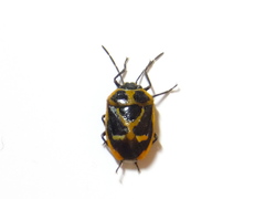 Eurydema gebleri rugosa