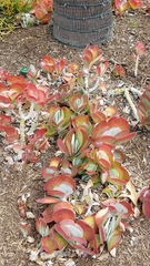 Kalanchoe luciae