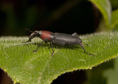 Rhodobaenus