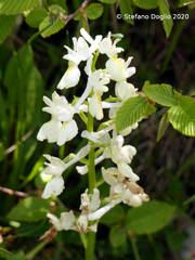 Orchis pauciflora