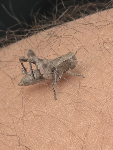 Common Maquis Grasshopper
