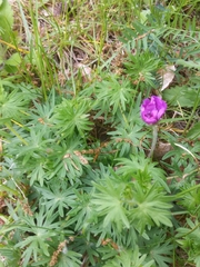 Geranium sanguineum
