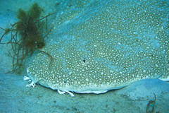 Squatina australis
