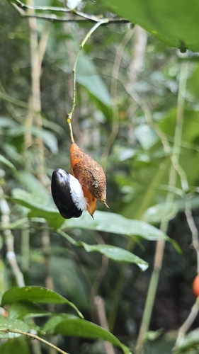 Swartzia simplex observed 2026-08-30
