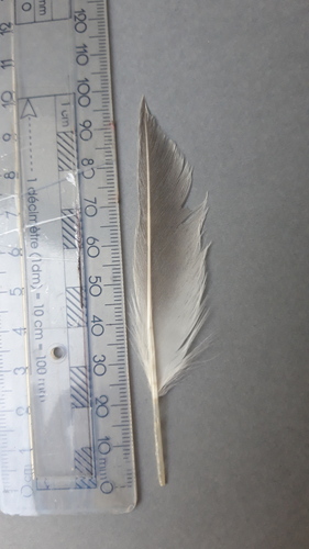 Plume de Sterne pierregarin