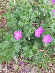 Geranium sanguineum