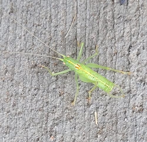 Southern Oak Bush-cricket