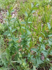 Hypericum perforatum