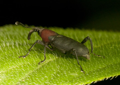 Rhodobaenus