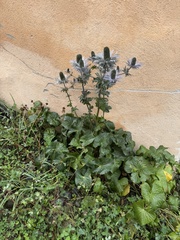 Eryngium alpinum