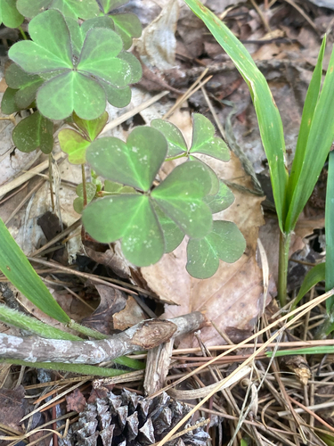 Oxalis violacea, photograph 5