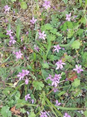 Erodium cicutarium