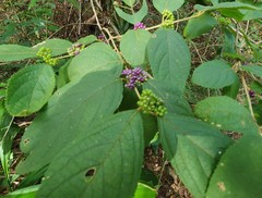 Callicarpa pedunculata