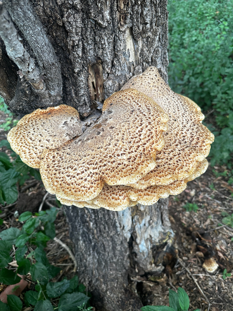 Dryad's Saddle · August 2026 · photo: Photo: no rights reserved · iNaturalist