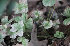 Chalybion zimmermanni