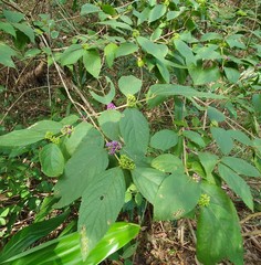 Callicarpa pedunculata