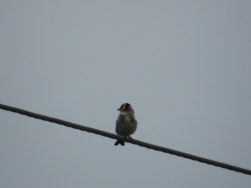 European Goldfinch