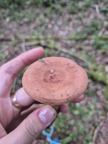 Oakbug Milkcap