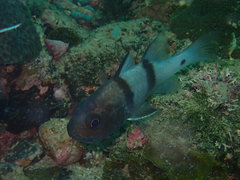 Apogonichthyoides pseudotaeniatus